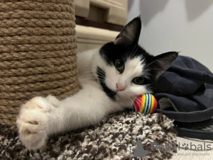 Photo №4. Je vais vendre  en ville de Москва. annonce privée - prix - Gratuit