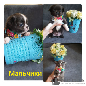 Photo №3. Chiots Chihuahua à vendre. Fédération de Russie