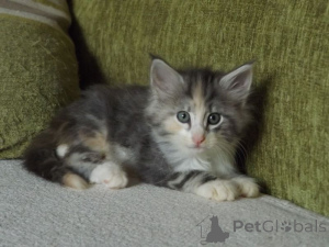 Photo №1. chat des forêts norvégiennes - à vendre en ville de Jenalöbnitz | 350€ | Annonce № 148361