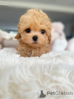 Photo №3. Adorables chiots Maltipoo prêts à faire fondre votre cœur !. Allemagne