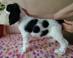 Photo №2 de l'annonce № 139117 de la vente cocker américain, cocker spaniel anglais - acheter à Biélorussie annonce privée