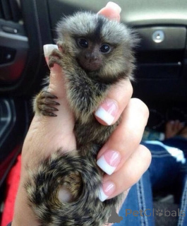 Photo №1.  - à vendre en ville de Bakhmatch | négocié | Annonce №161697