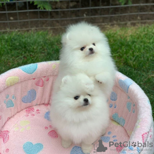 Photos supplémentaires: Chiots Spitz de Poméranie,