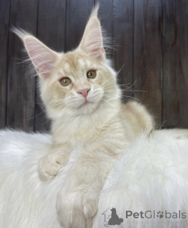 Photo №1. maine coon - à vendre en ville de Bellaire | 756€ | Annonce № 161673