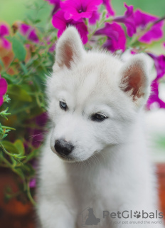 Photo №2 de l'annonce № 11582 de la vente husky de sibérie - acheter à Fédération de Russie éleveur