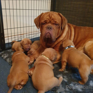 Photo №2 de l'annonce № 78622 de la vente dogue de bordeaux - acheter à Bulgarie 