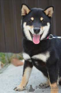 Photos supplémentaires: Chiots Shiba Inu