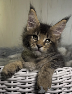 Photo №1. maine coon - à vendre en ville de Bellaire | 533€ | Annonce № 161720