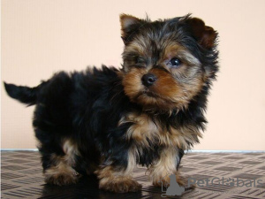 Photo №2 de l'annonce № 133213 de la vente yorkshire terrier - acheter à Allemagne annonce privée