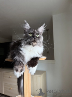 Photo №1. maine coon - à vendre en ville de 'S-Hertogenbosch | négocié | Annonce № 155399