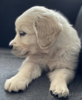 Photo №1. golden retriever - à vendre en ville de Wrocław | négocié | Annonce №79935