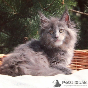 Photo №3. Chatons Maine Coon à vendre. Serbie