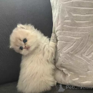 Photo №1. british shorthair - à vendre en ville de Norderstedt | 380€ | Annonce № 167256