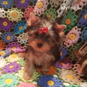 Photo №3. Chiots de club se reproduisent Yorkshire Terrier. Fédération de Russie