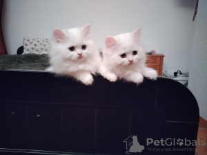 Photo №3. Chaton écossais à poils longs. Suisse