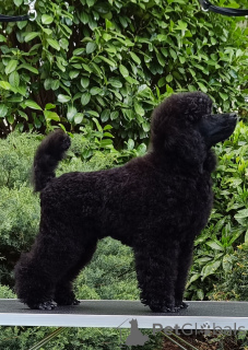 Photo №1.  - à vendre en ville de Siófok | négocié | Annonce №167827