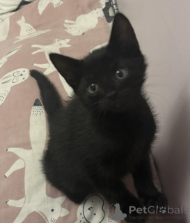 Photo №1. maine coon - à vendre en ville de Amsterdam | Gratuit | Annonce № 159204