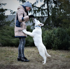 Photo №1. berger blanc suisse - à vendre en ville de Dnipro | Négocié | Annonce №4815