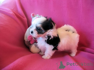 Photo №1. biewer yorkshire terrier - à vendre en ville de Alajärvi | négocié | Annonce №166380