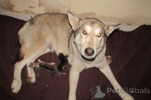 Photo №1. berger allemand - à vendre en ville de Charleston | Gratuit | Annonce №146695