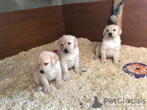 Photo №1. labrador retriever - à vendre en ville de Калистога | négocié | Annonce №121863