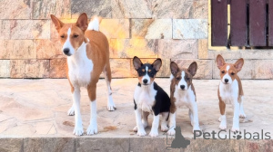 Photo №1. basenji - à vendre en ville de Ceske Budejovice | négocié | Annonce №170674