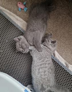 Photo №1. british shorthair - à vendre en ville de Fiburg | 500€ | Annonce № 164525