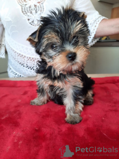 Photo №2 de l'annonce № 110757 de la vente yorkshire terrier - acheter à La finlande annonce privée