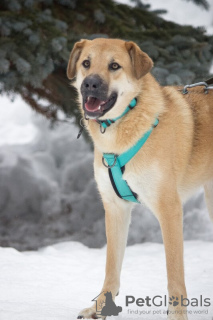 Photo №3. Joie et bonheur - la mignonne Barabulka cherche un foyer et une famille aimante. Fédération de Russie