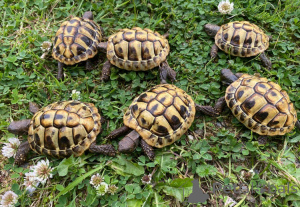 Photo №4. Je vais vendre  en ville de Vienna. éleveur - prix - 100€