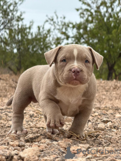 Photo №3. Lena Anikeva. Espagne