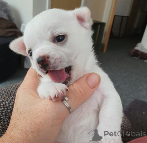 Photo №1. chihuahua - à vendre en ville de Genk | 500€ | Annonce №159423