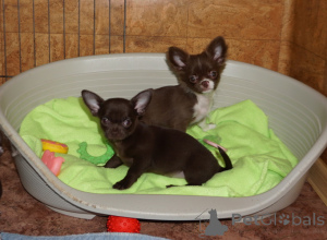 Photo №3. Filles en chocolat g/w, fille d/sh et chocolat moelleux et garçons chocolat et. Biélorussie