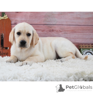 Photo №3. Chiot ange labrador retriever. Allemagne