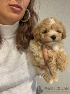 Photo №2 de l'annonce № 62405 de la vente maltipu - acheter à Ukraine annonce privée