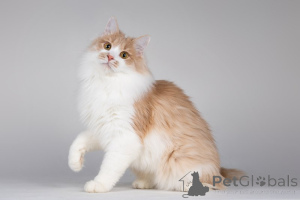 Photo №3. La tarte est un chat qui sourit.. Fédération de Russie