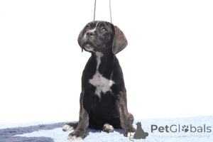 Photo №3. Chelsea de SPQR Corso FCI Pedigree. La Roumanie