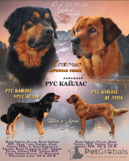 Photo №1. buryat wolfhound mongol - à vendre en ville de Ногинск-9 | 1200€ | Annonce №33284