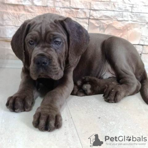 Photo №3. Chiots Cane Corso. Serbie