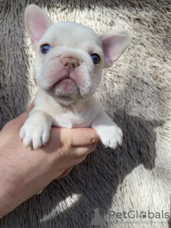 Photo №3. Bouledogue français femelle Newshade couleur platine. Fédération de Russie