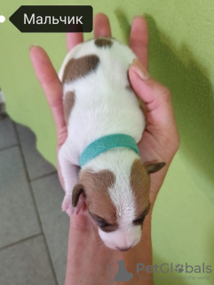 Photo №2 de l'annonce № 70383 de la vente jack russell terrier - acheter à Fédération de Russie annonce privée