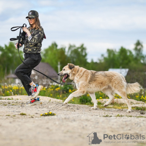 Photo №4. Je vais vendre chien bâtard en ville de Москва. de l'abri - prix - Gratuit