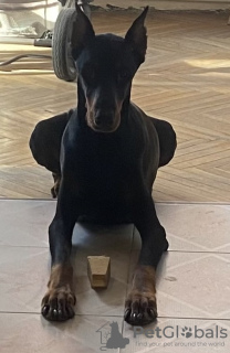 Photo №1. dobermann - à vendre en ville de Tbilissi | 331€ | Annonce №35913