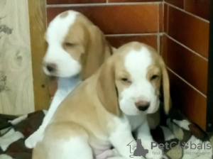 Photo №1. beagle - à vendre en ville de Moore | 274€ | Annonce №7980