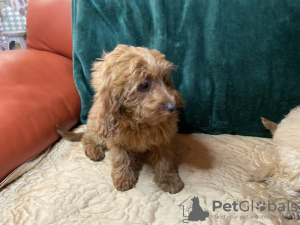 Photo №1. cavalier king charles spaniel - à vendre en ville de West Palm Beach | 360€ | Annonce №97075