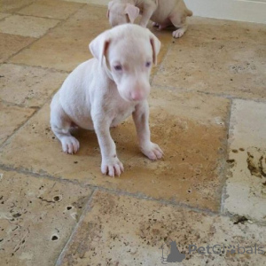 Photo №3. Chiots albinos doberman uniques... viber.639463422605. Les philippines