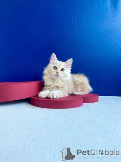 Photo №3. Chat kuril bobtail. Ukraine