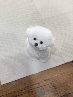 Photo №4. Je vais vendre bichon maltais en ville de Brême. éleveur - prix - négocié
