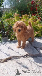 Photo №2 de l'annonce № 75250 de la vente caniche (jouet) - acheter à Biélorussie éleveur