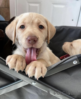 Photo №1. labrador retriever - à vendre en ville de New york | 663€ | Annonce №103382